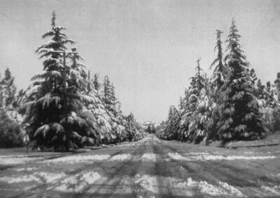 Snow on the Deodar Cedars